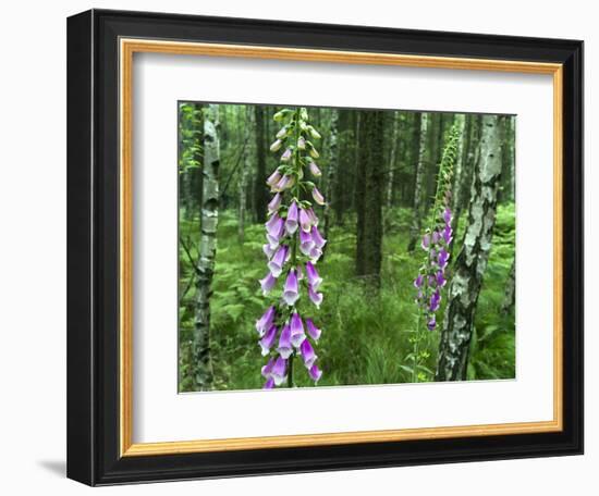 Foxglove, Elbsandsteingebirge, NP Saxon Switzerland. Germany, Saxony-Martin Zwick-Framed Photographic Print