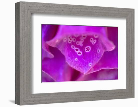 Foxglove flower detail, Devon, UK-Alex Hyde-Framed Photographic Print