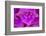 Foxglove flower detail, Devon, UK-Alex Hyde-Framed Photographic Print