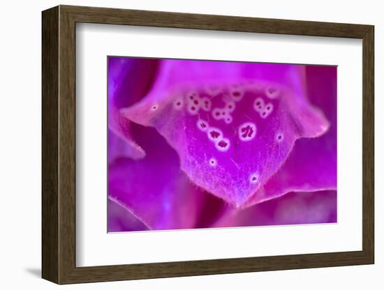 Foxglove flower detail, Devon, UK-Alex Hyde-Framed Photographic Print