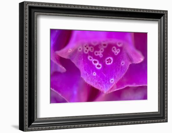 Foxglove flower detail, Devon, UK-Alex Hyde-Framed Photographic Print