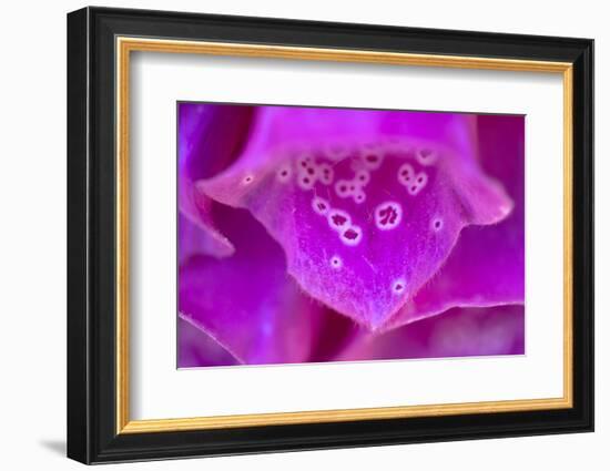 Foxglove flower detail, Devon, UK-Alex Hyde-Framed Photographic Print