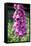 Foxglove Flowers (Digitalis Purpurea)-Victor De Schwanberg-Framed Premier Image Canvas