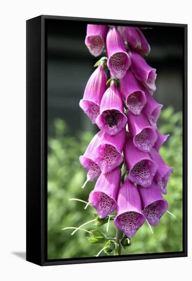 Foxglove Flowers (Digitalis Purpurea)-Victor De Schwanberg-Framed Premier Image Canvas