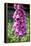 Foxglove Flowers (Digitalis Purpurea)-Victor De Schwanberg-Framed Premier Image Canvas