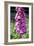 Foxglove Flowers (Digitalis Purpurea)-Victor De Schwanberg-Framed Photographic Print