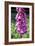 Foxglove Flowers (Digitalis Purpurea)-Victor De Schwanberg-Framed Photographic Print