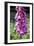 Foxglove Flowers (Digitalis Purpurea)-Victor De Schwanberg-Framed Photographic Print