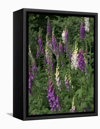 Foxglove Garden-Anna Miller-Framed Premier Image Canvas