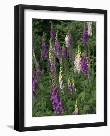 Foxglove Garden-Anna Miller-Framed Photographic Print