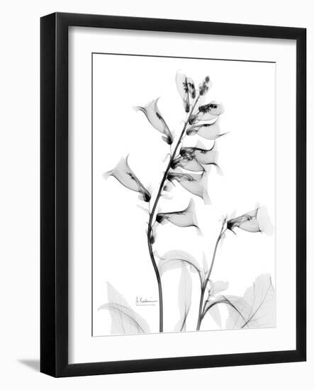 Foxglove Gray-Albert Koetsier-Framed Art Print