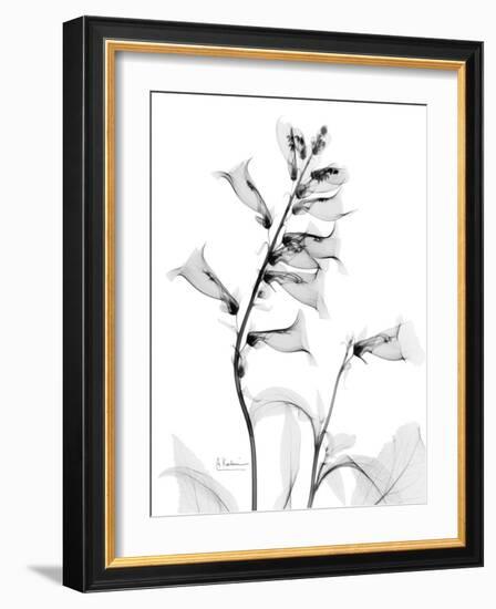 Foxglove Gray-Albert Koetsier-Framed Art Print