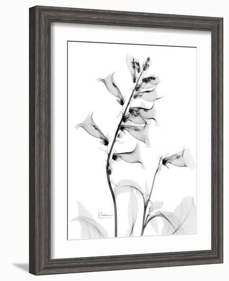 Foxglove Gray-Albert Koetsier-Framed Art Print