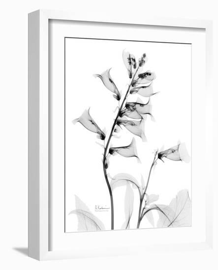 Foxglove Gray-Albert Koetsier-Framed Art Print