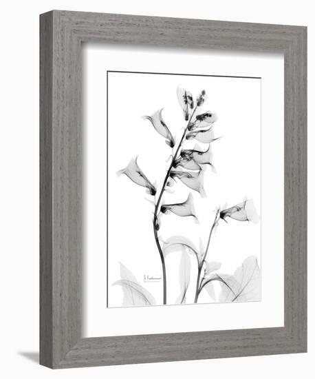 Foxglove Gray-Albert Koetsier-Framed Premium Giclee Print