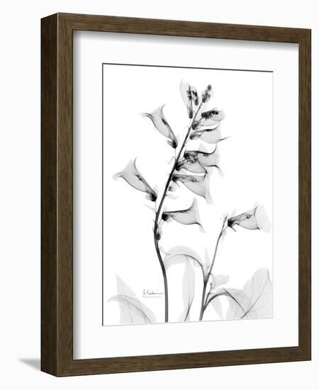 Foxglove Gray-Albert Koetsier-Framed Art Print