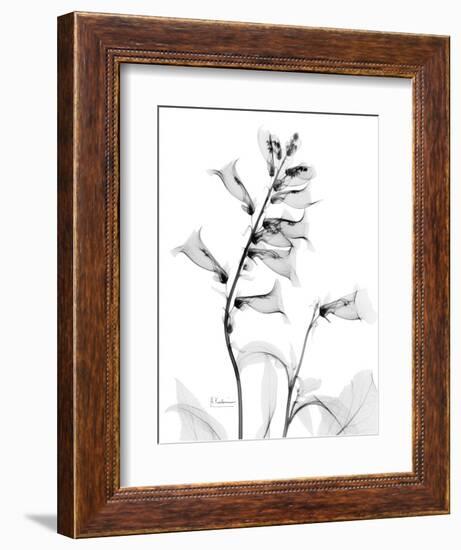 Foxglove Gray-Albert Koetsier-Framed Art Print