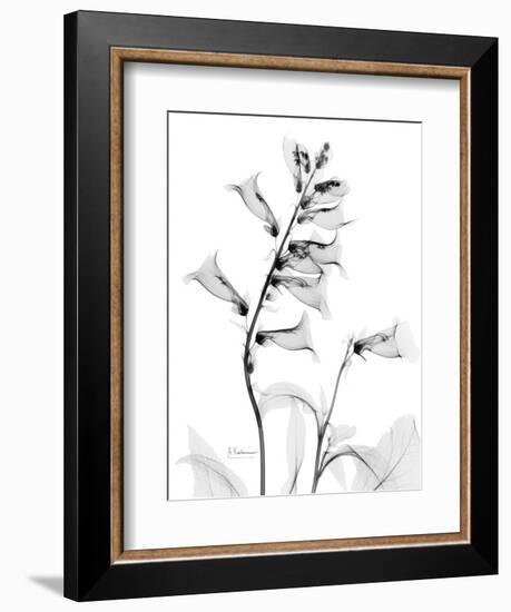 Foxglove Gray-Albert Koetsier-Framed Art Print