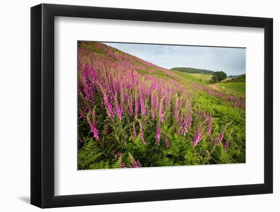 Foxglove growth after pine forest clear-cut, Devon, UK-Matthew Maran-Framed Photographic Print