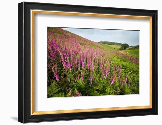 Foxglove growth after pine forest clear-cut, Devon, UK-Matthew Maran-Framed Photographic Print