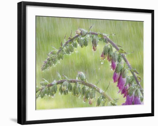 Foxglove in Rain-Don Paulson-Framed Giclee Print