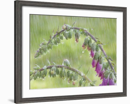 Foxglove in Rain-Don Paulson-Framed Giclee Print