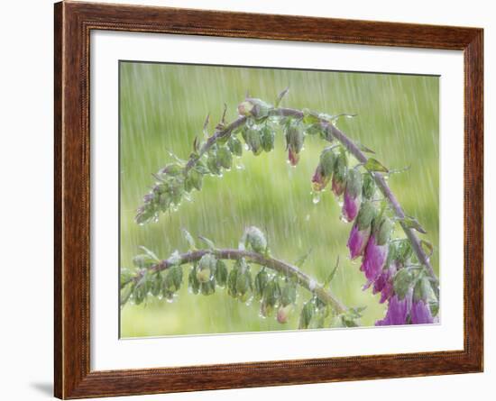 Foxglove in Rain-Don Paulson-Framed Giclee Print