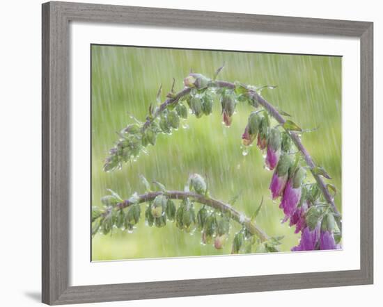 Foxglove in Rain-Don Paulson-Framed Giclee Print