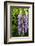 Foxglove in Somesville, Maine, USA-Chuck Haney-Framed Photographic Print