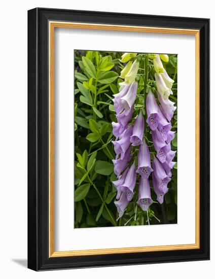 Foxglove in Somesville, Maine, USA-Chuck Haney-Framed Photographic Print