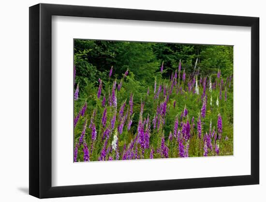 Foxglove, south side, Mount St. Helens National Monument, Washington State, USA-Michel Hersen-Framed Photographic Print