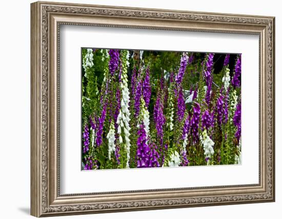 Foxglove, southern side, Mount St. Helens National Volcanic Monument, WA.-Michel Hersen-Framed Photographic Print