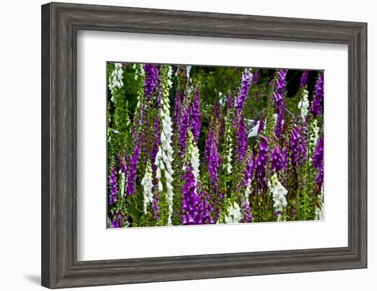 Foxglove, southern side, Mount St. Helens National Volcanic Monument, WA.-Michel Hersen-Framed Photographic Print