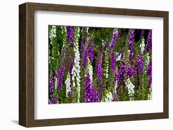 Foxglove, southern side, Mount St. Helens National Volcanic Monument, WA.-Michel Hersen-Framed Photographic Print