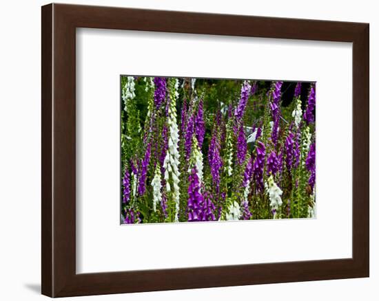 Foxglove, southern side, Mount St. Helens National Volcanic Monument, WA.-Michel Hersen-Framed Photographic Print