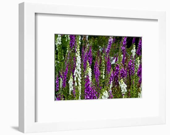 Foxglove, southern side, Mount St. Helens National Volcanic Monument, WA.-Michel Hersen-Framed Photographic Print