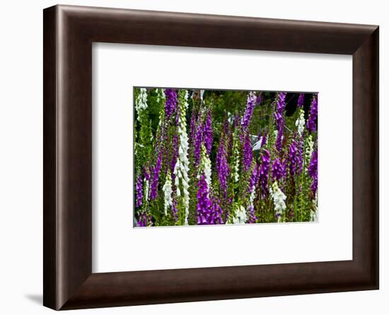 Foxglove, southern side, Mount St. Helens National Volcanic Monument, WA.-Michel Hersen-Framed Photographic Print