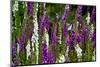 Foxglove, southern side, Mount St. Helens National Volcanic Monument, WA.-Michel Hersen-Mounted Photographic Print