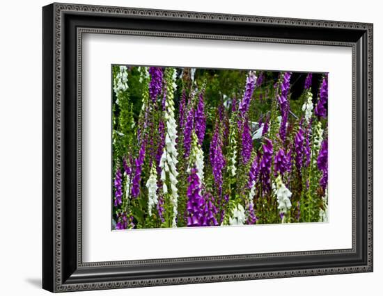 Foxglove, southern side, Mount St. Helens National Volcanic Monument, WA.-Michel Hersen-Framed Photographic Print