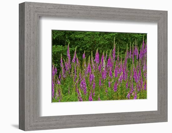 Foxglove, southern side of Mount St. Helens National Volcanic Monument, WA.-Michel Hersen-Framed Photographic Print