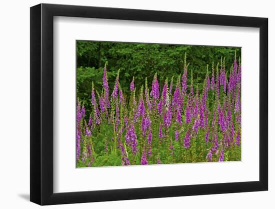 Foxglove, southern side of Mount St. Helens National Volcanic Monument, WA.-Michel Hersen-Framed Photographic Print