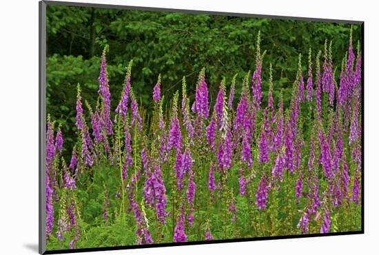 Foxglove, southern side of Mount St. Helens National Volcanic Monument, WA.-Michel Hersen-Mounted Photographic Print