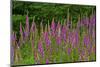 Foxglove, southern side of Mount St. Helens National Volcanic Monument, WA.-Michel Hersen-Mounted Photographic Print