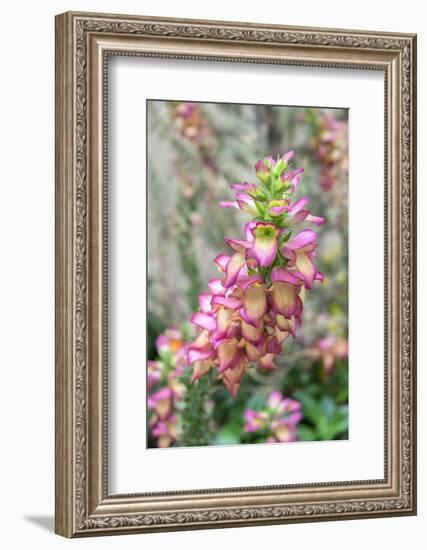 Foxglove, Usa-Lisa S. Engelbrecht-Framed Photographic Print