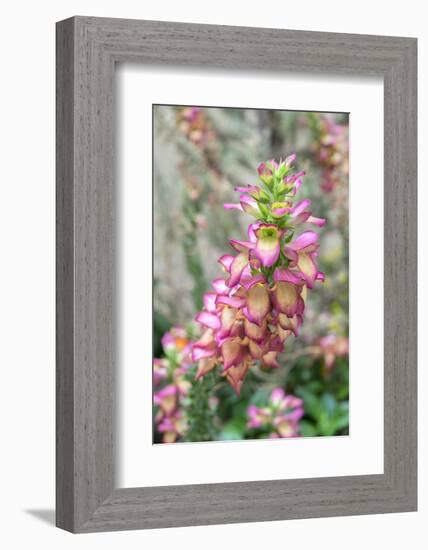 Foxglove, Usa-Lisa S. Engelbrecht-Framed Photographic Print