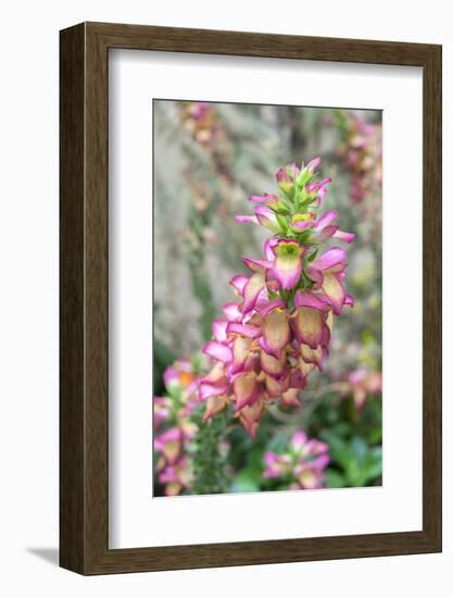 Foxglove, Usa-Lisa S. Engelbrecht-Framed Photographic Print