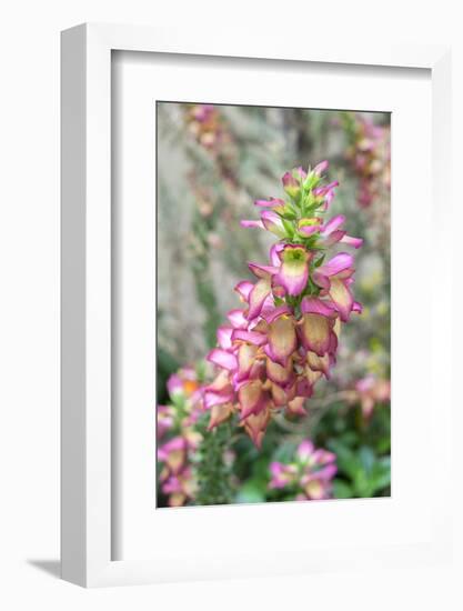 Foxglove, Usa-Lisa S. Engelbrecht-Framed Photographic Print