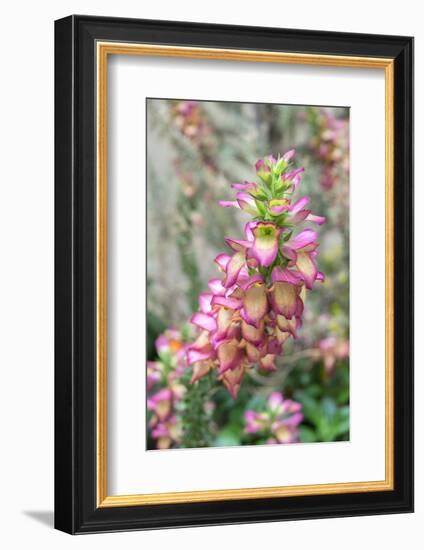 Foxglove, Usa-Lisa S. Engelbrecht-Framed Photographic Print