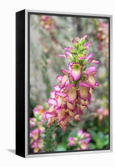 Foxglove, Usa-Lisa S. Engelbrecht-Framed Premier Image Canvas