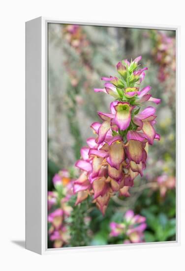 Foxglove, Usa-Lisa S. Engelbrecht-Framed Premier Image Canvas